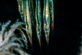   Razor Blade Fish  